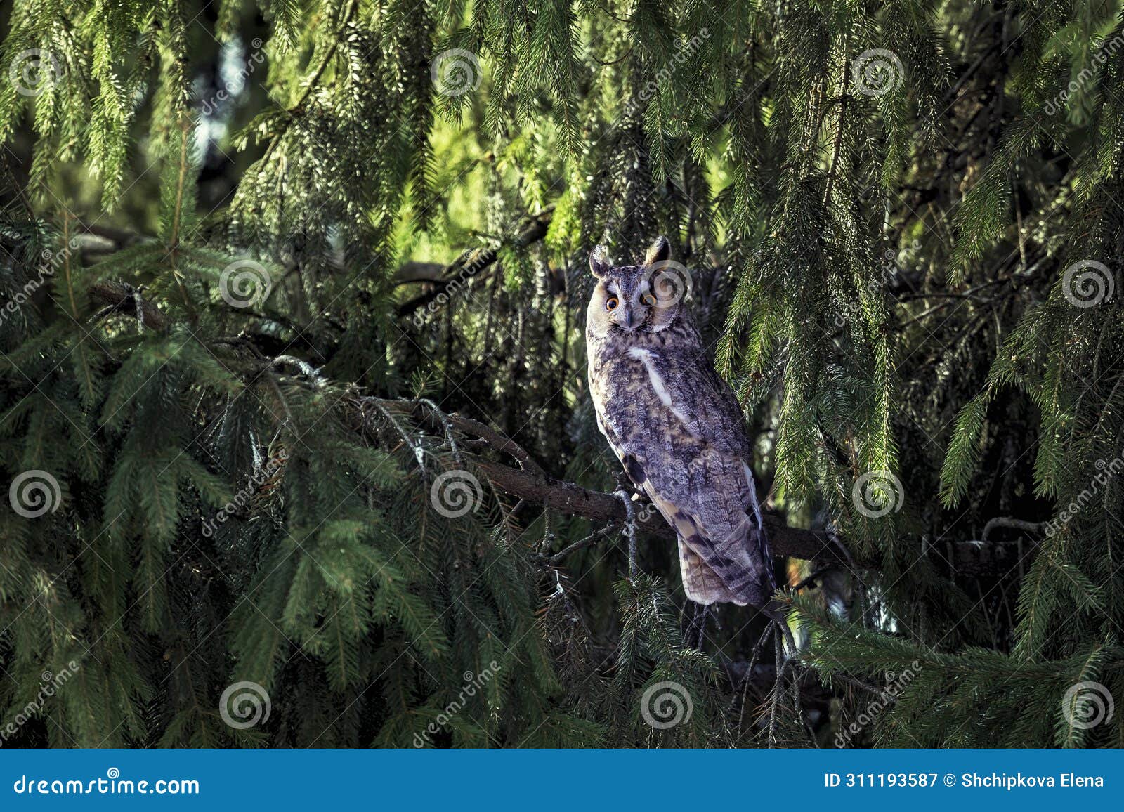 adult long-eared owl perched