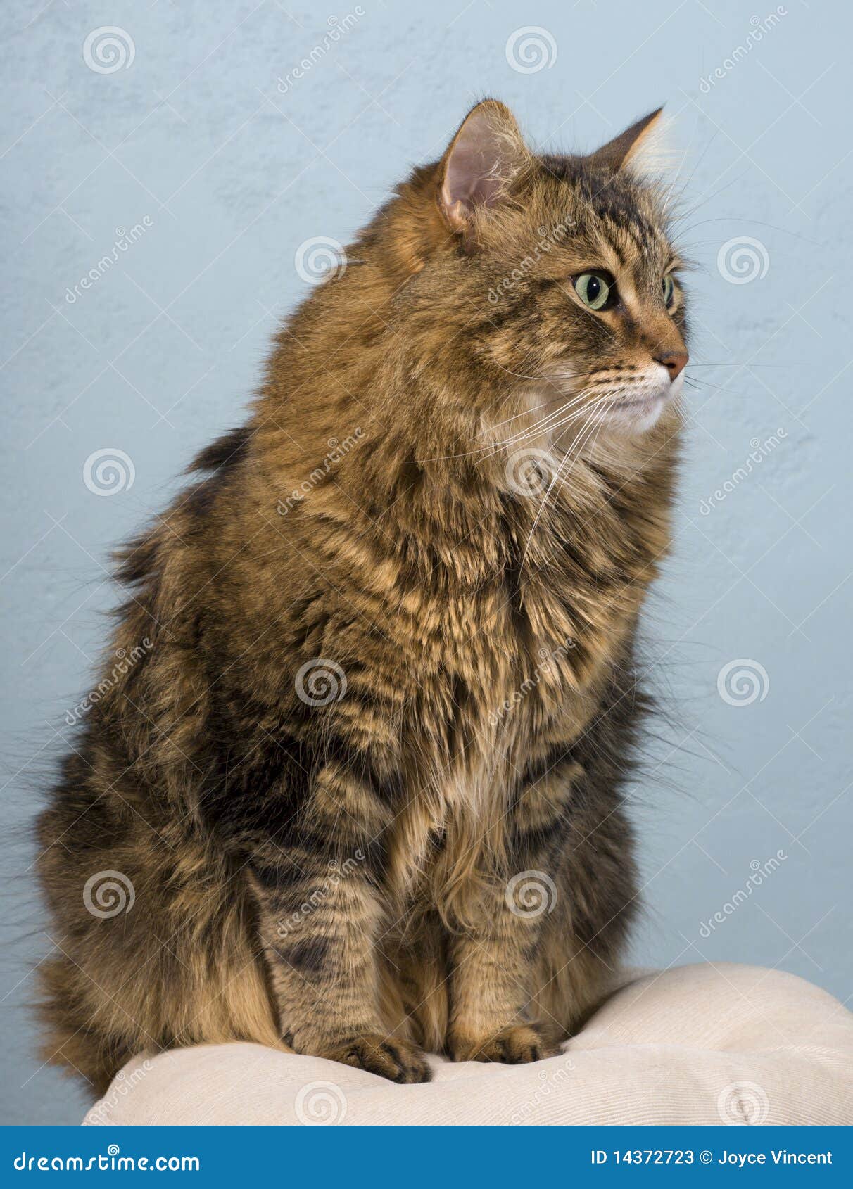 Adult maine coon cat stock image. Image of bred, breed 14372723