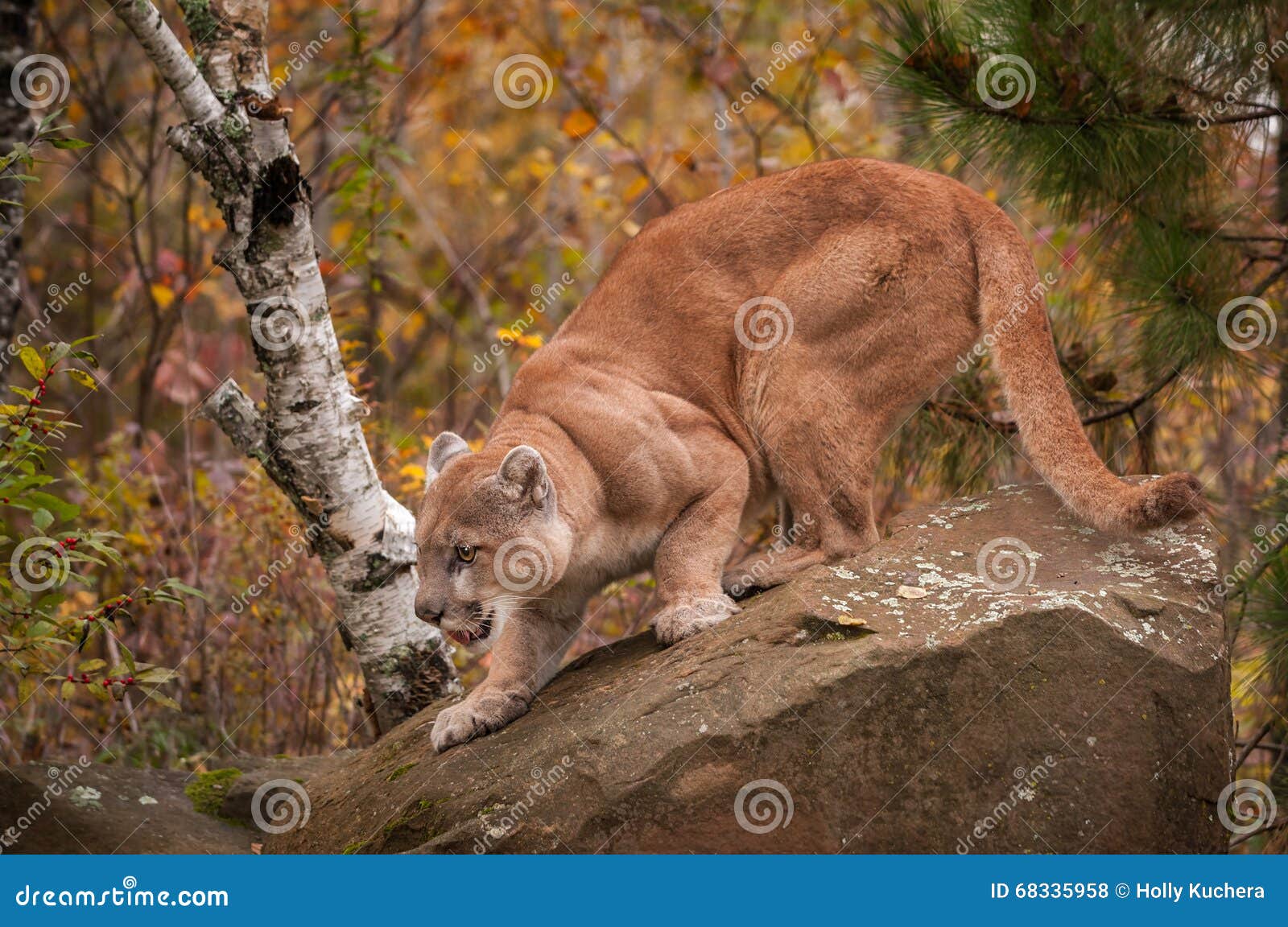 adult male cougar (puma concolor) crouches on rock