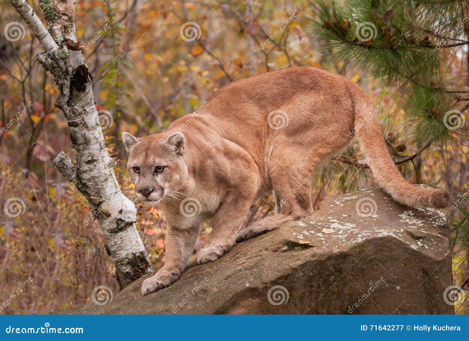Mooi expositie Fascinerend Adult Male Cougar (Puma Concolor) Ready To Pounce Stock Image - Image of  nature, lion: 71642277
