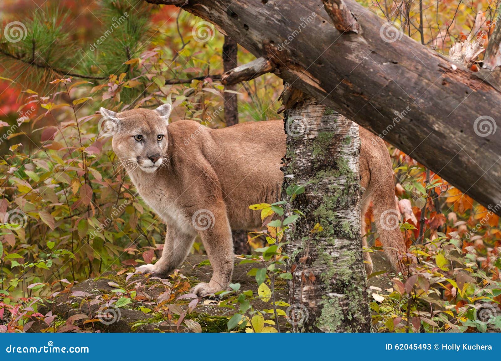 puma ears