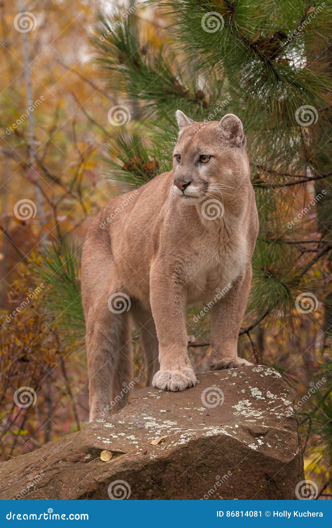 Inschrijven fascisme Spektakel Adult Male Cougar Puma Concolor Stands Atop Rock Stock Image - Image of  mammal, feline: 86814081