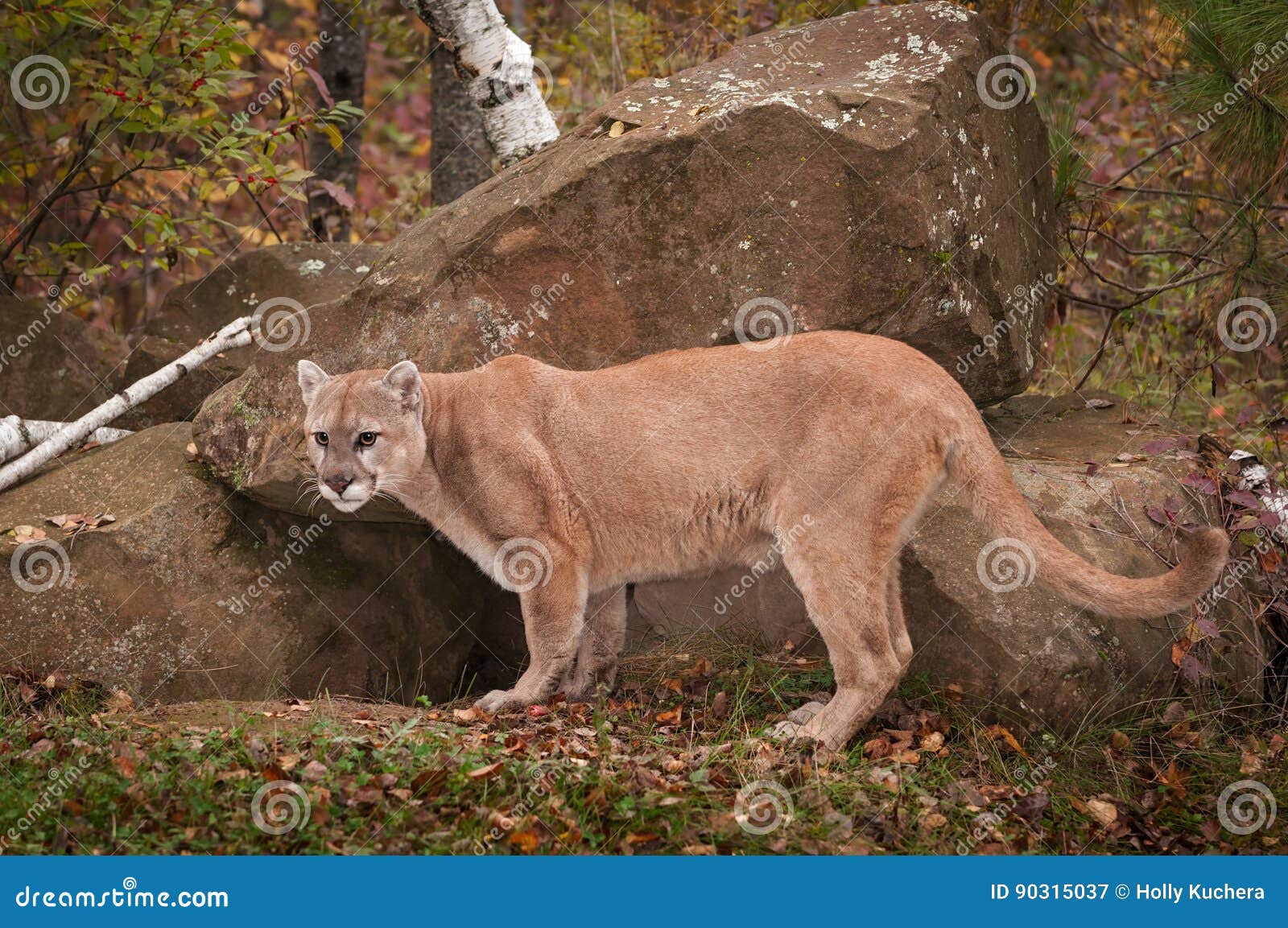 puma male