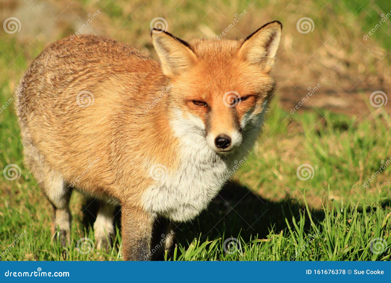 Adult Dog Fox Vulpes Vulpes Stock Photo - Image of predator, foxes: 161676378 Adult Dog Fox Vulpes Vulpes Stock Photo - Image of predator, foxes: 161676378