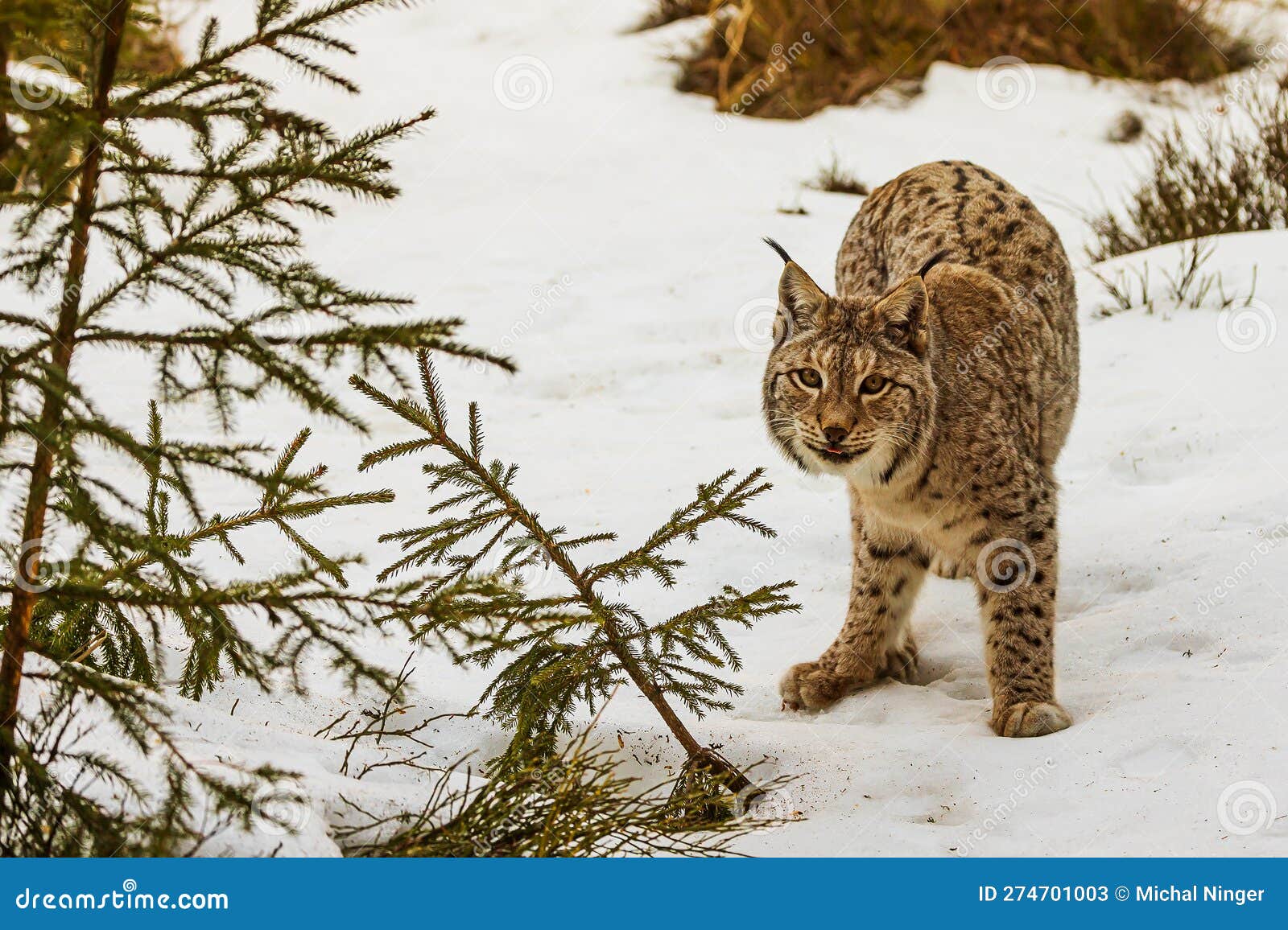 Adult Male Eurasian Lynx (Lynx Lynx Stock Image - Image of park, close ...