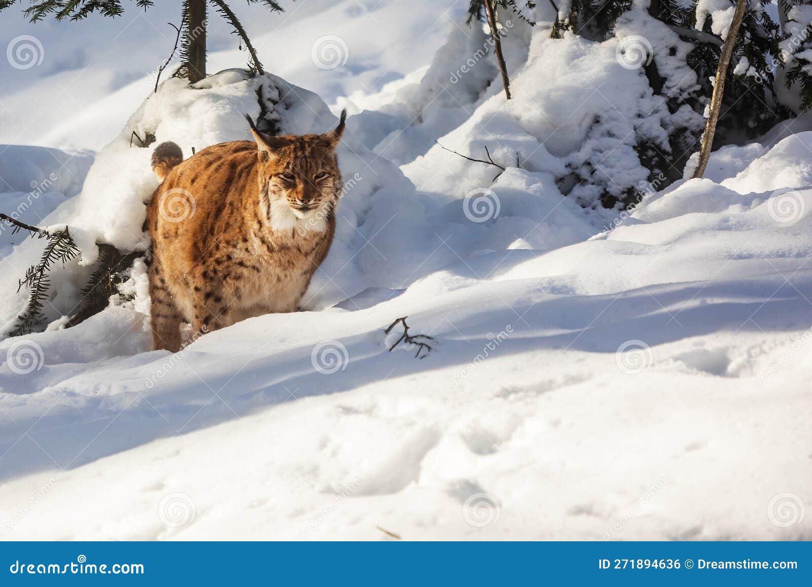 Adult Male Eurasian Lynx (Lynx Lynx) in the Winter Forest Stock Photo ...