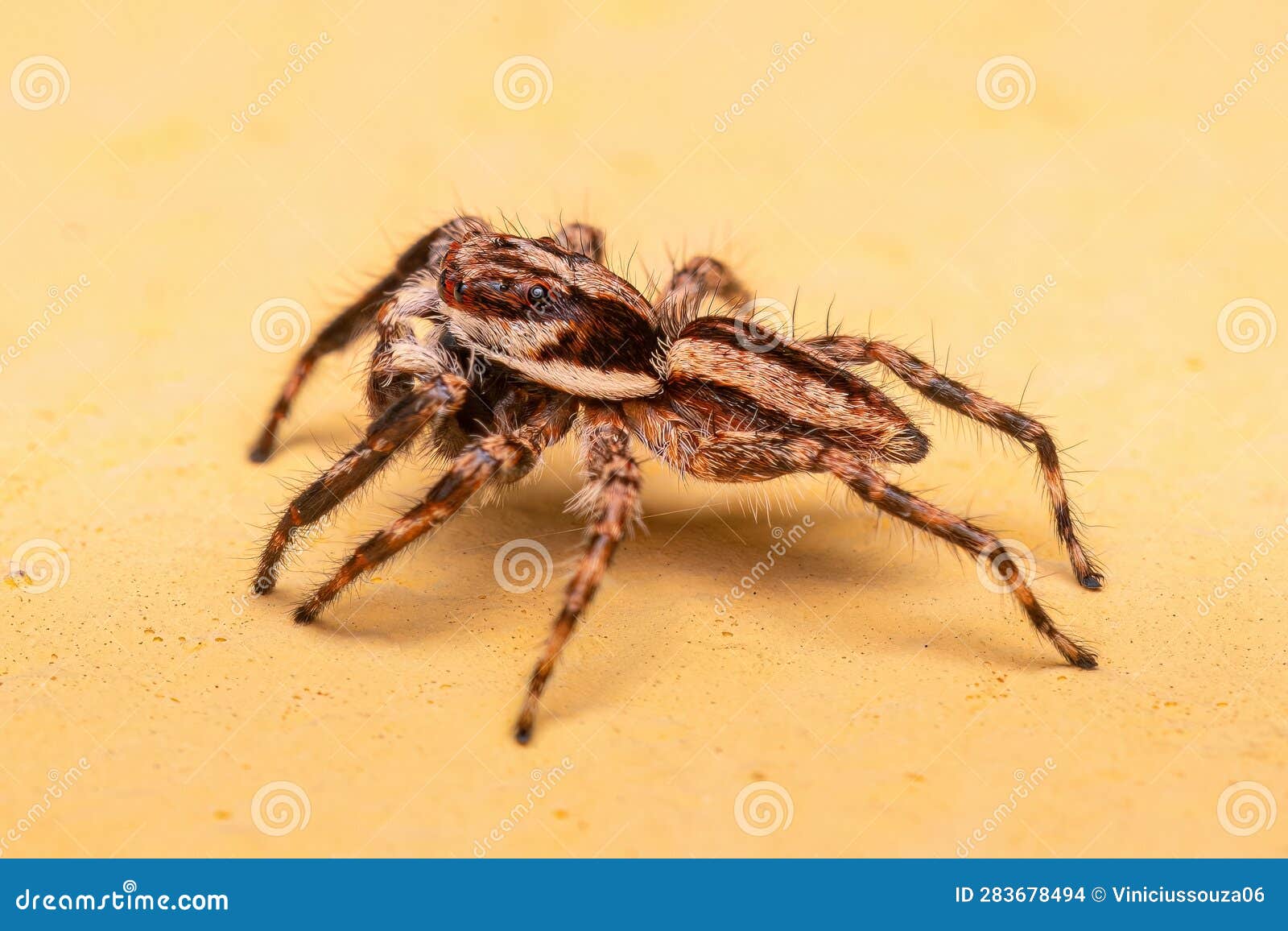 jumping spiders - Menemerus bivittatus and Plexippus paykulli