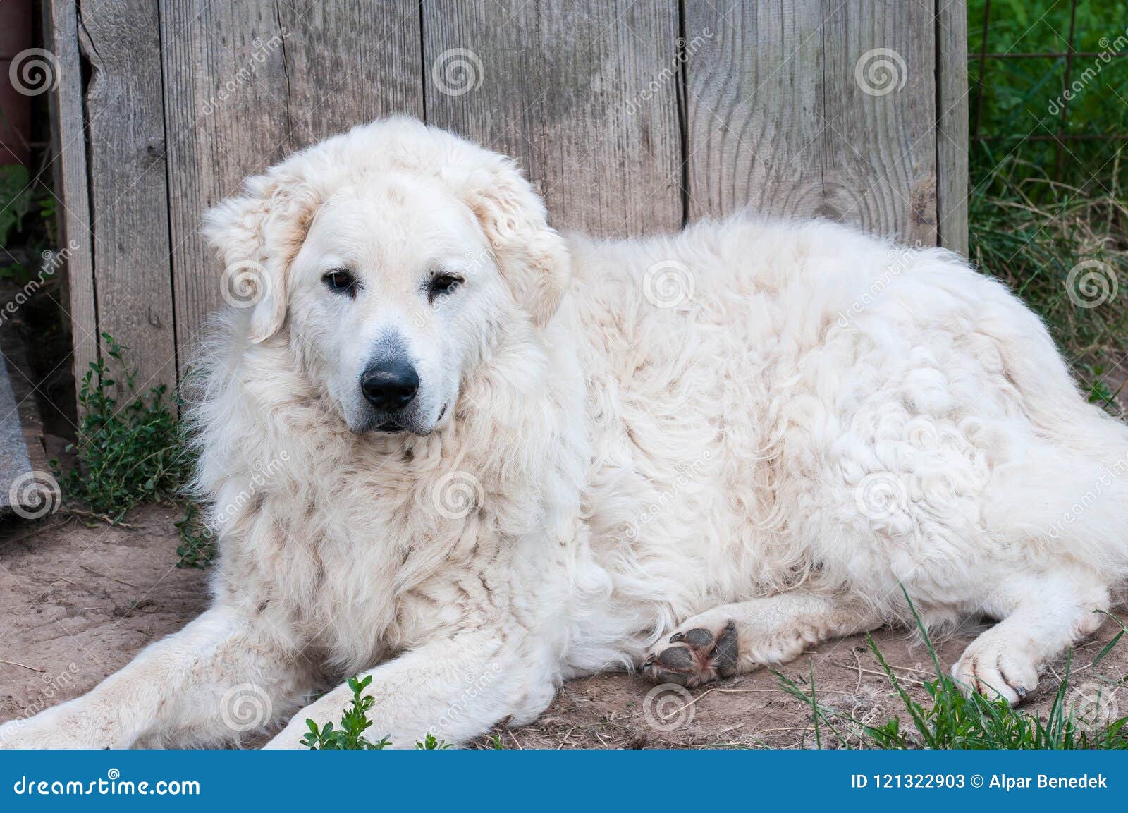 cane kuvasz