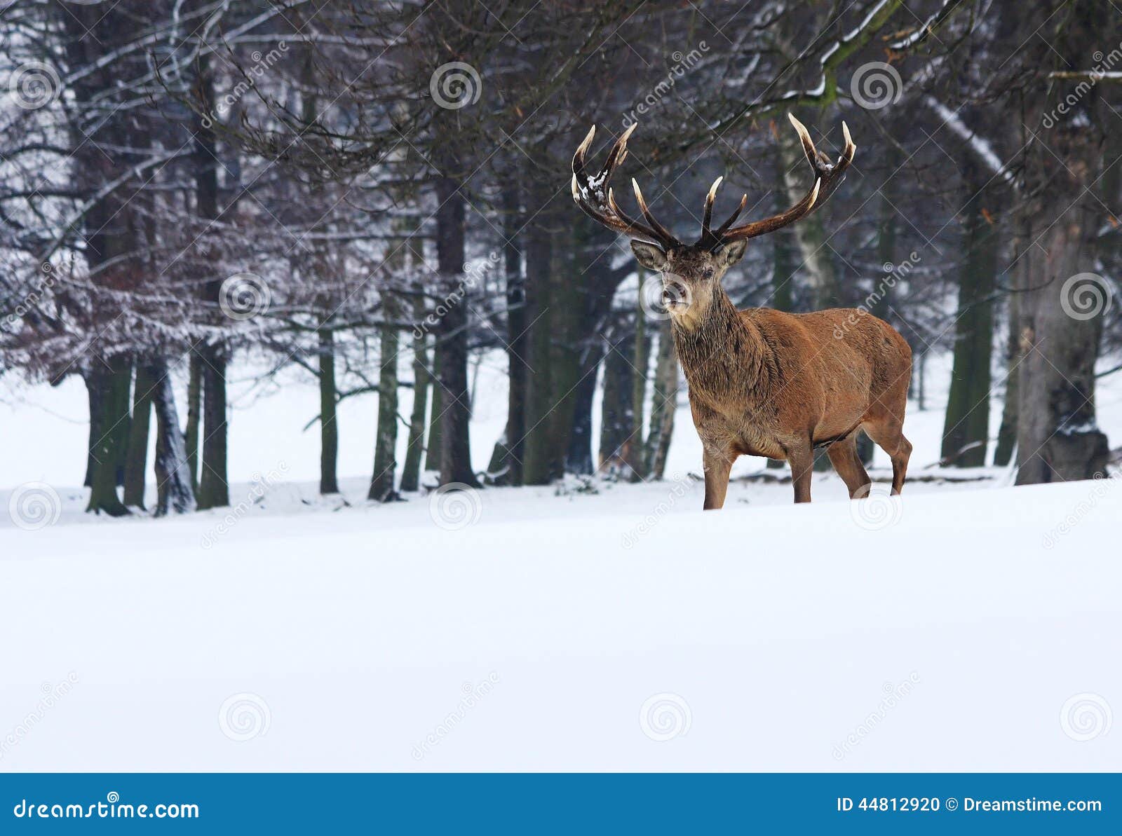 adult male red deer in snow, sherwood forest,nottingham