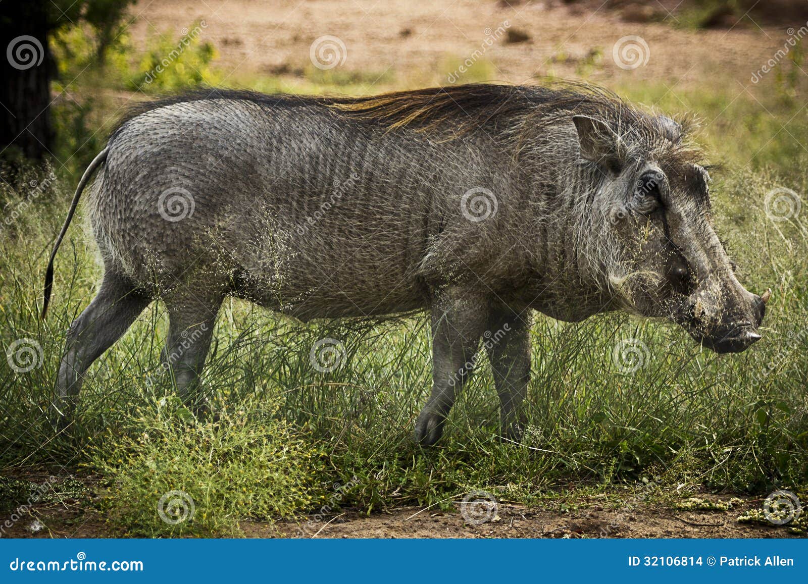 adult male warthog
