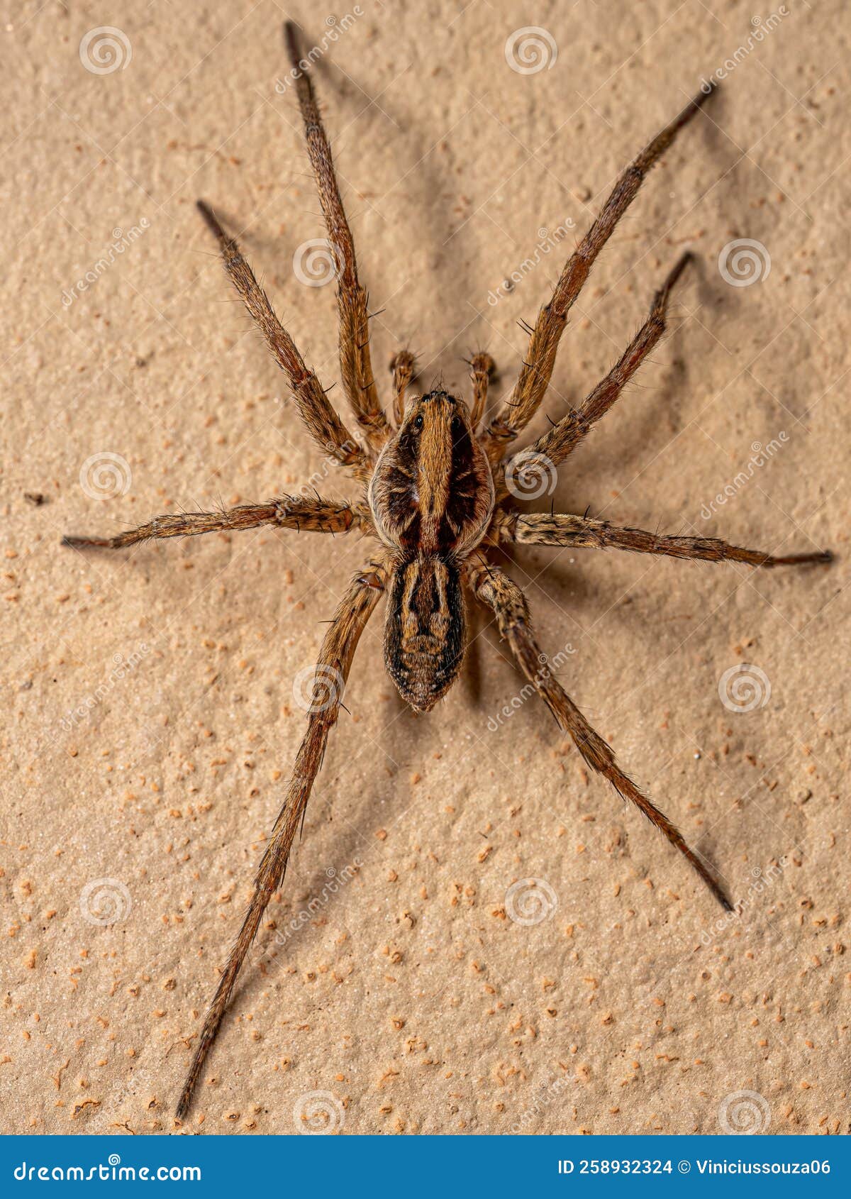 Adult Male Wolf Spider stock photo. Image of spiders - 258932324