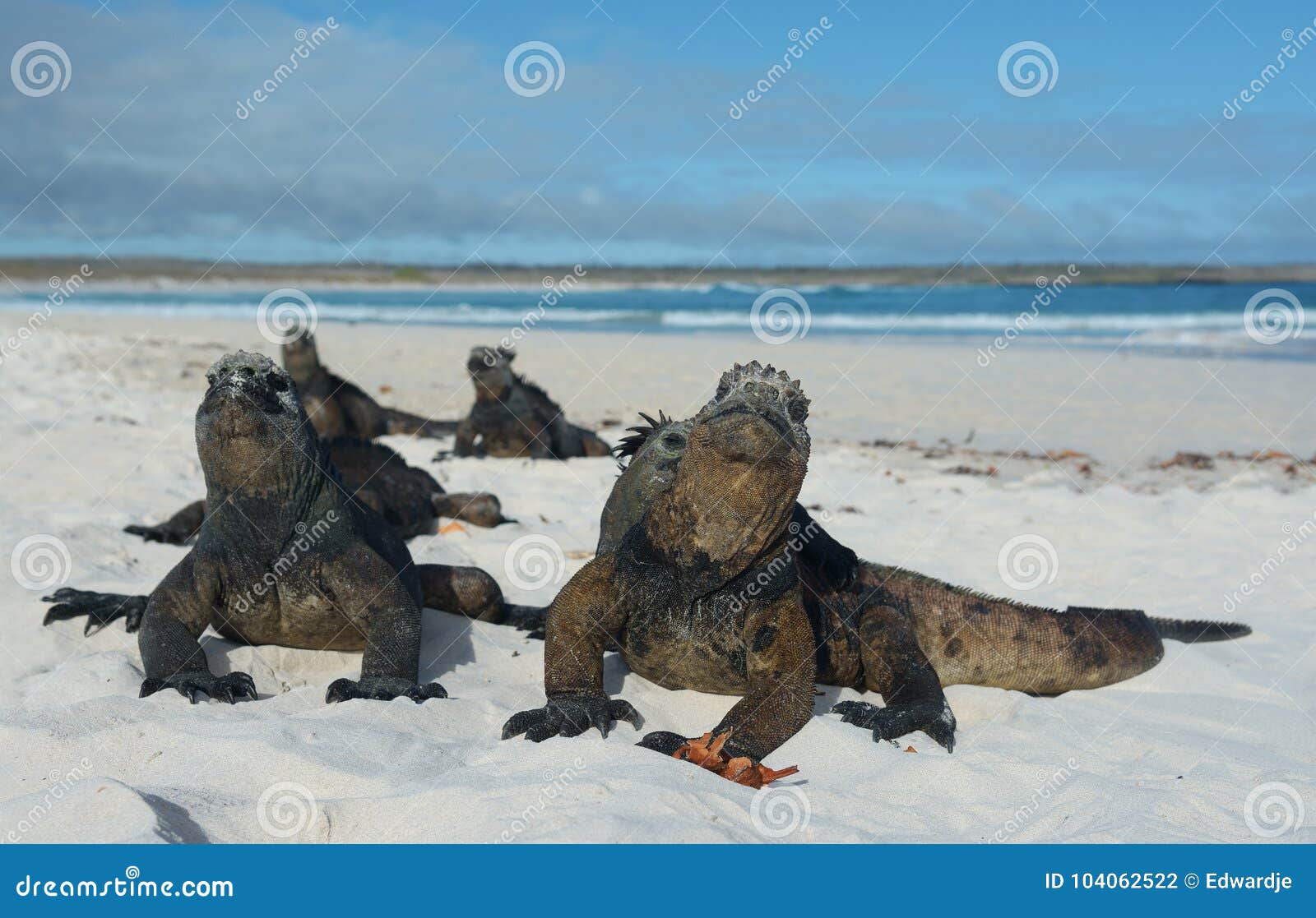 iguana on galapagos islands