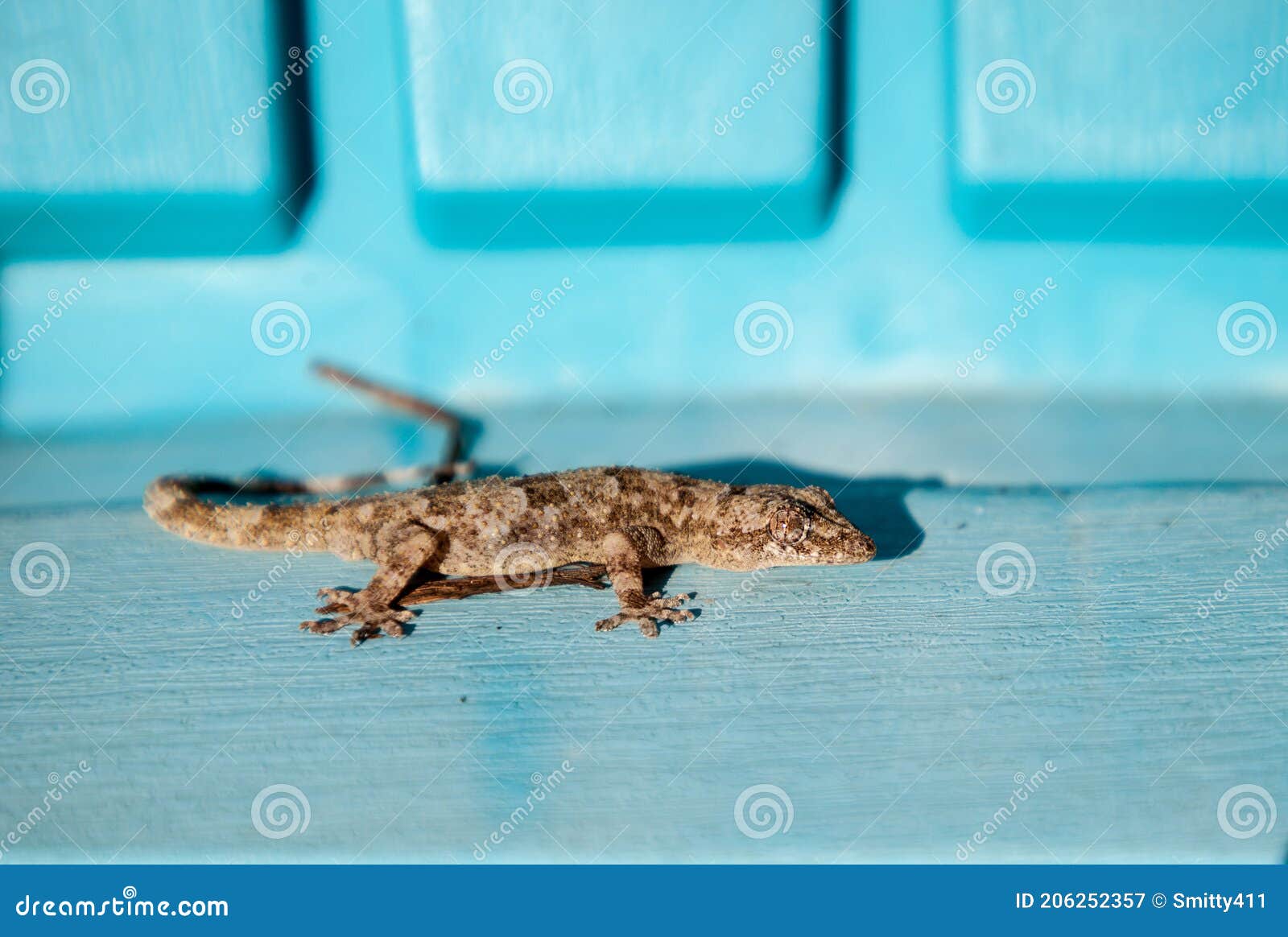 adult mediterranean house gecko hemidactylus turcicus basks in the sun
