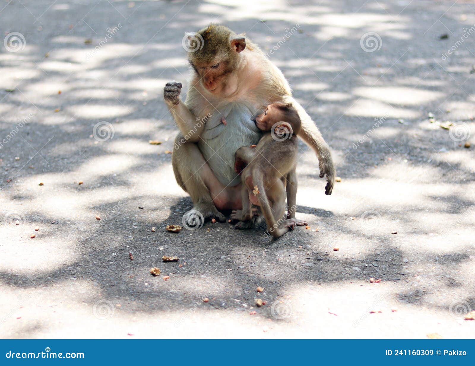 Adult Monkey Brown and Little Monkey are Enjoy Eating Food on Stone Ground  in the Zoo, Selective Focus and Blurred Background Has Stock Image - Image  of ground, macaque: 241160309