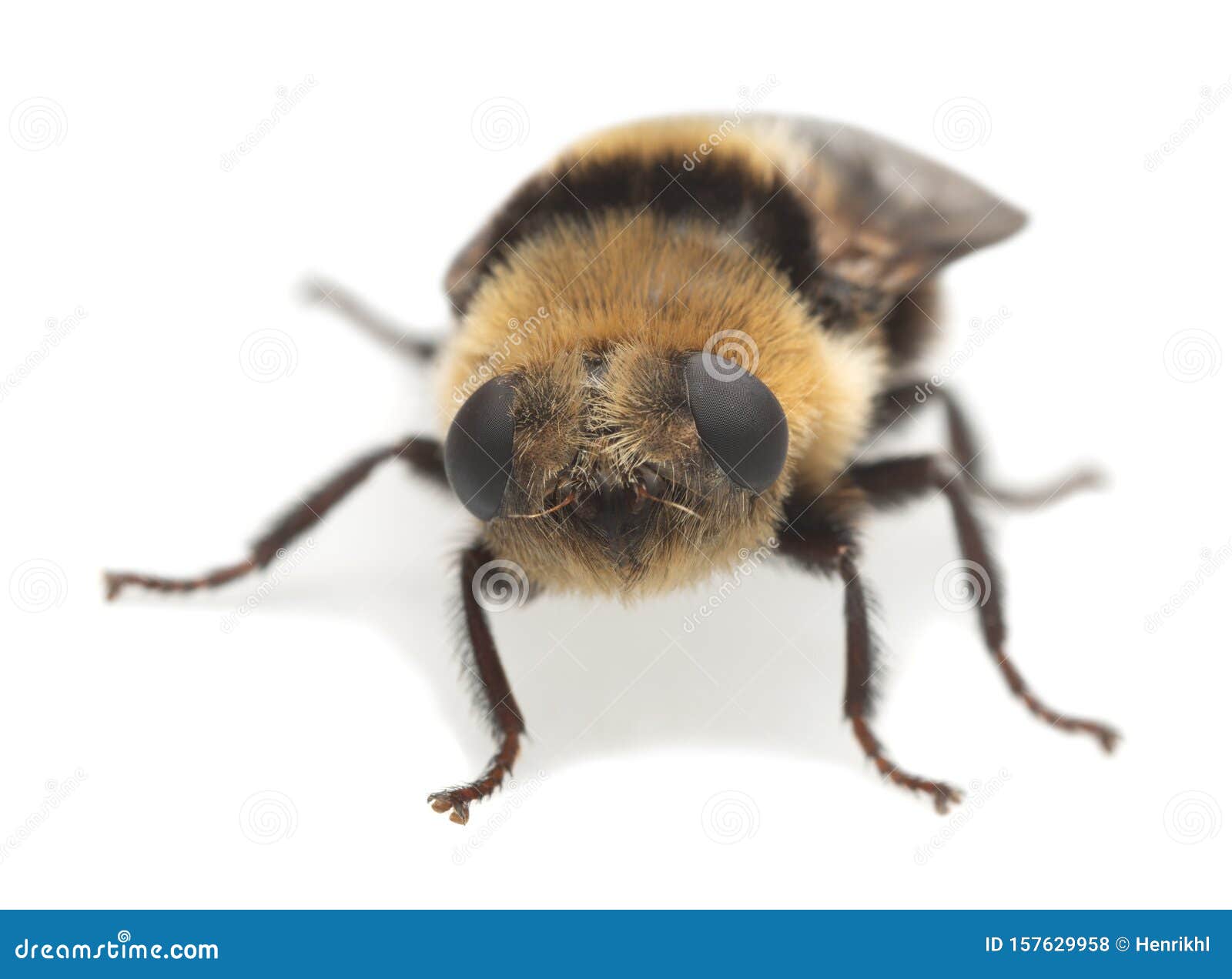 adult moose nose botfly, cephenemyia ulrichii  on white background.