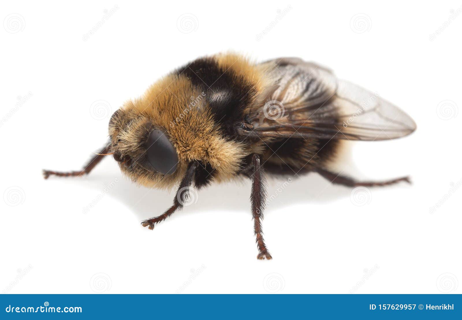 https://thumbs.dreamstime.com/z/adult-moose-nose-botfly-cephenemyia-ulrichii-isolated-white-background-flies-parasitic-other-deers-their-157629957.jpg