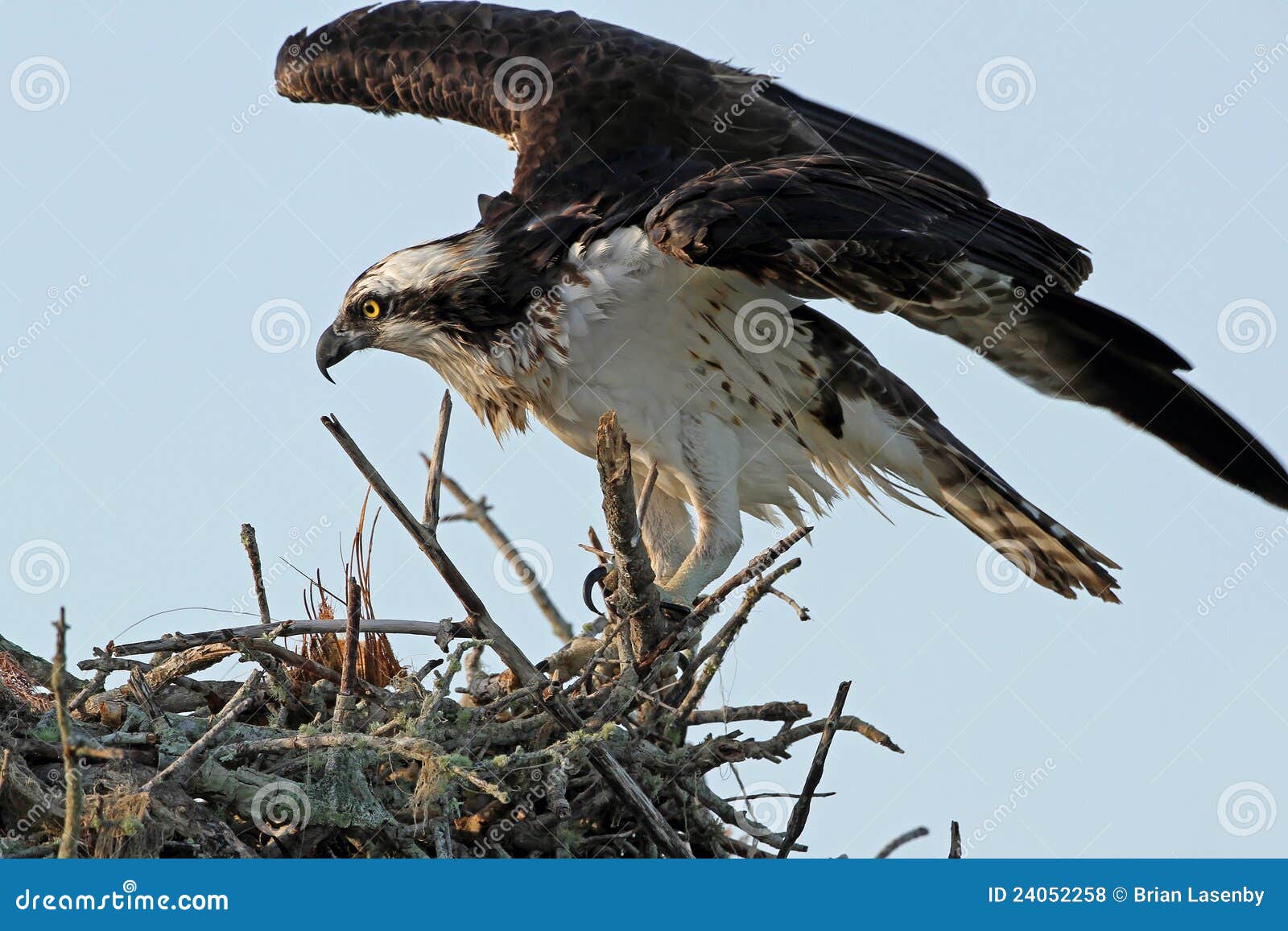 Adult Osprey at Nest stock photo. Image of breeding, florida 24052258