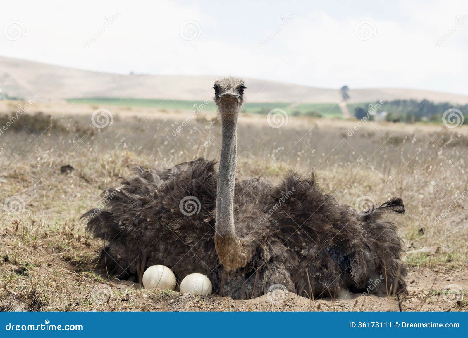 Adult ostrich on eggs stock image. Image of sand, ostrich 36173111