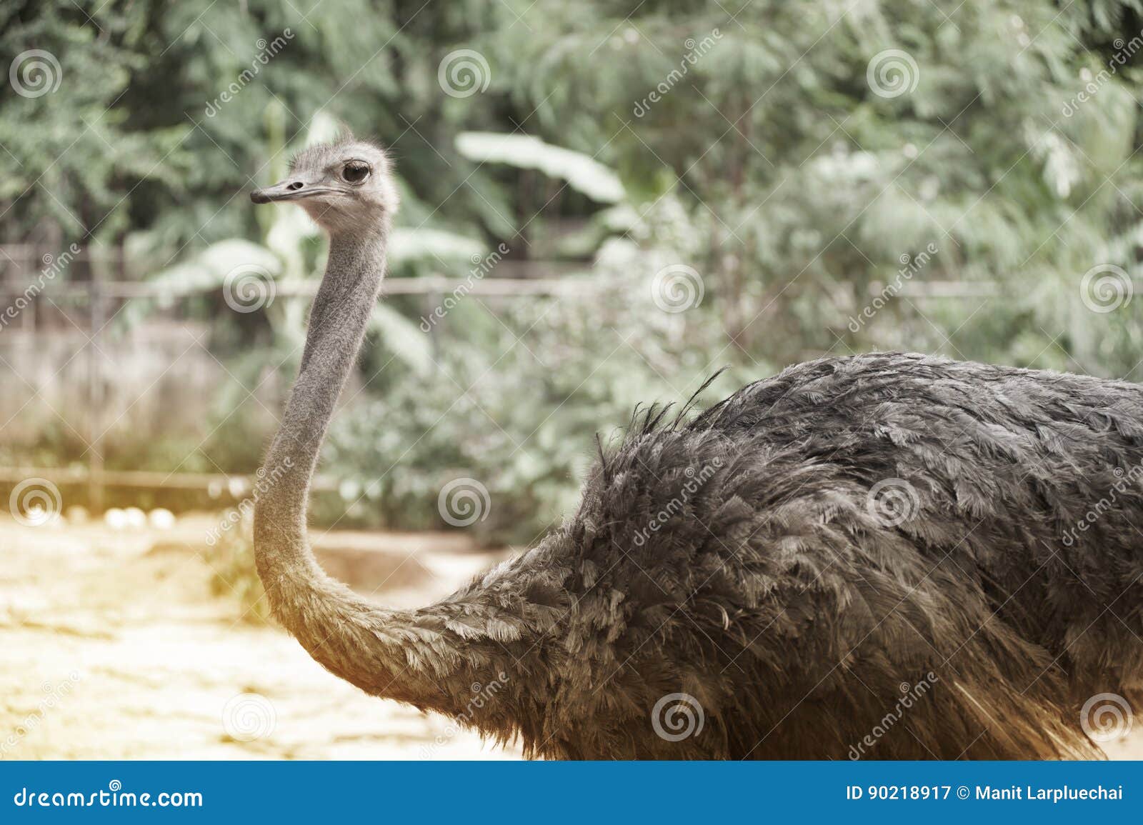 The Adult Ostrich Enclosure. Curious African Ostrich Stock Image ...