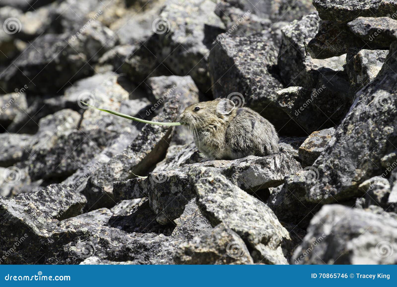 Adult Pika (Ochotona Princeps) Eating A Blade Of Grass ...