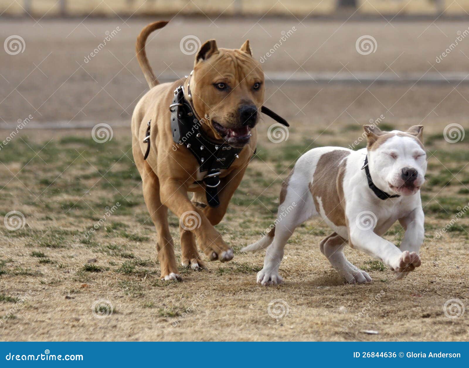 pitbull puppies playing