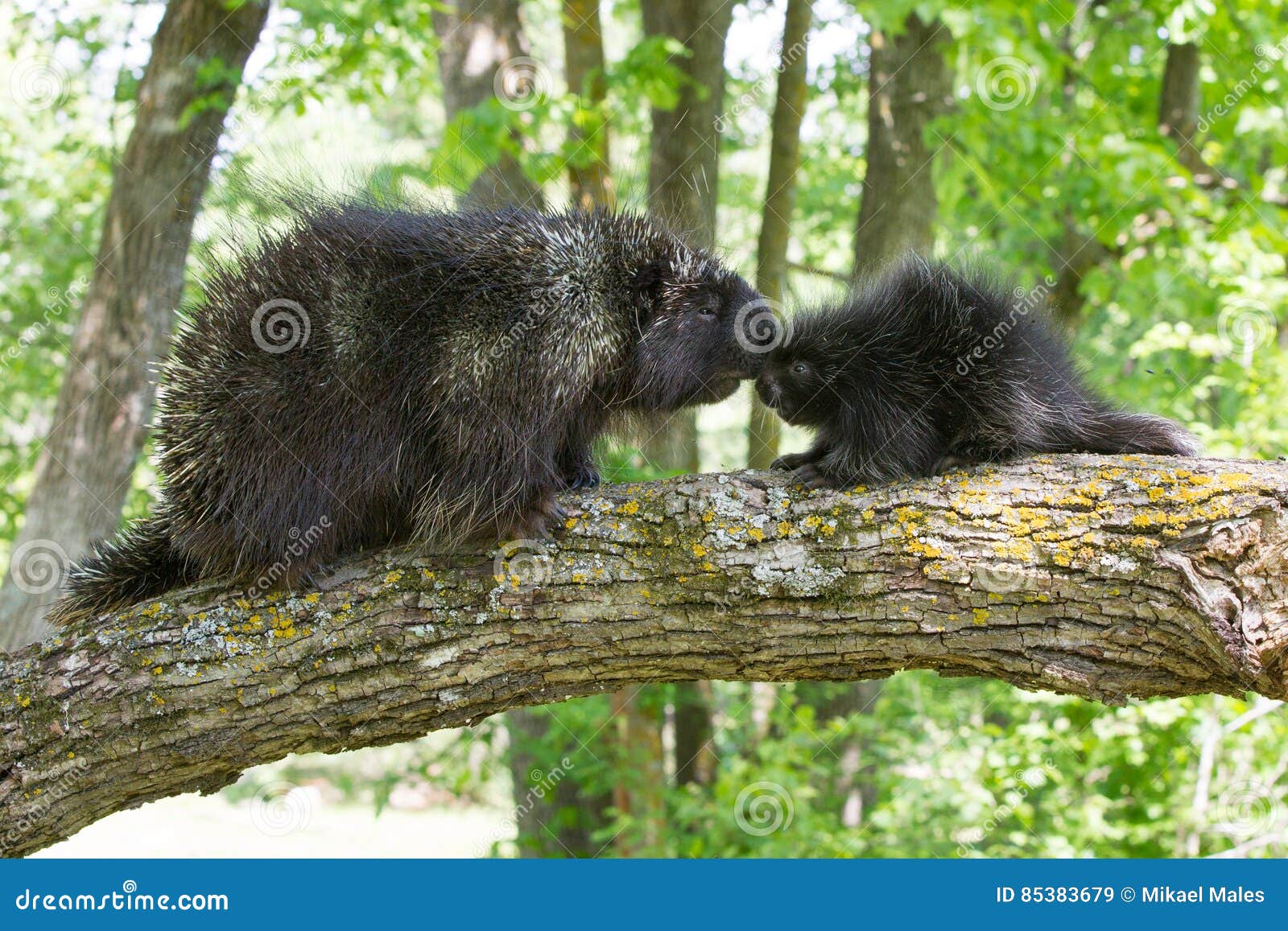 adult porcupine kissing baby porcupine