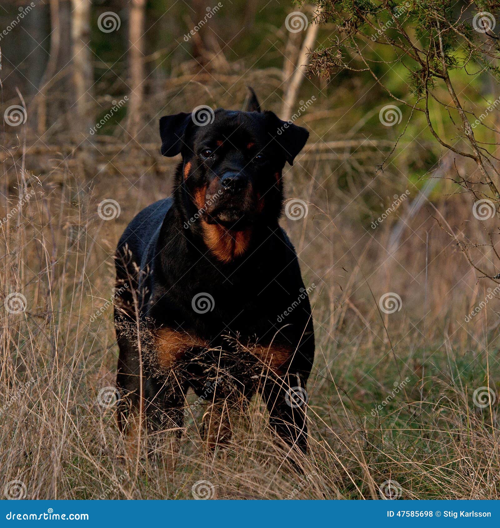 Adult Rottweiler Female Stand In The Sun Stock Photo ... Adult Rottweiler Female Stand In The Sun Stock Photo ...