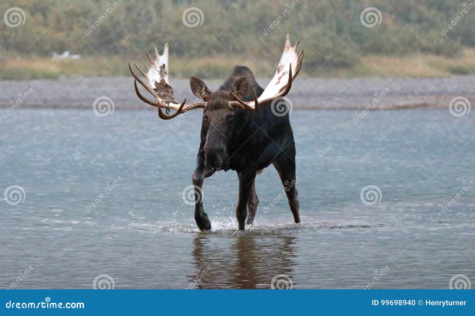 adult shiras bull moose walking near shore of fishercap lake in the many glacier region of glacier national park in montana usa