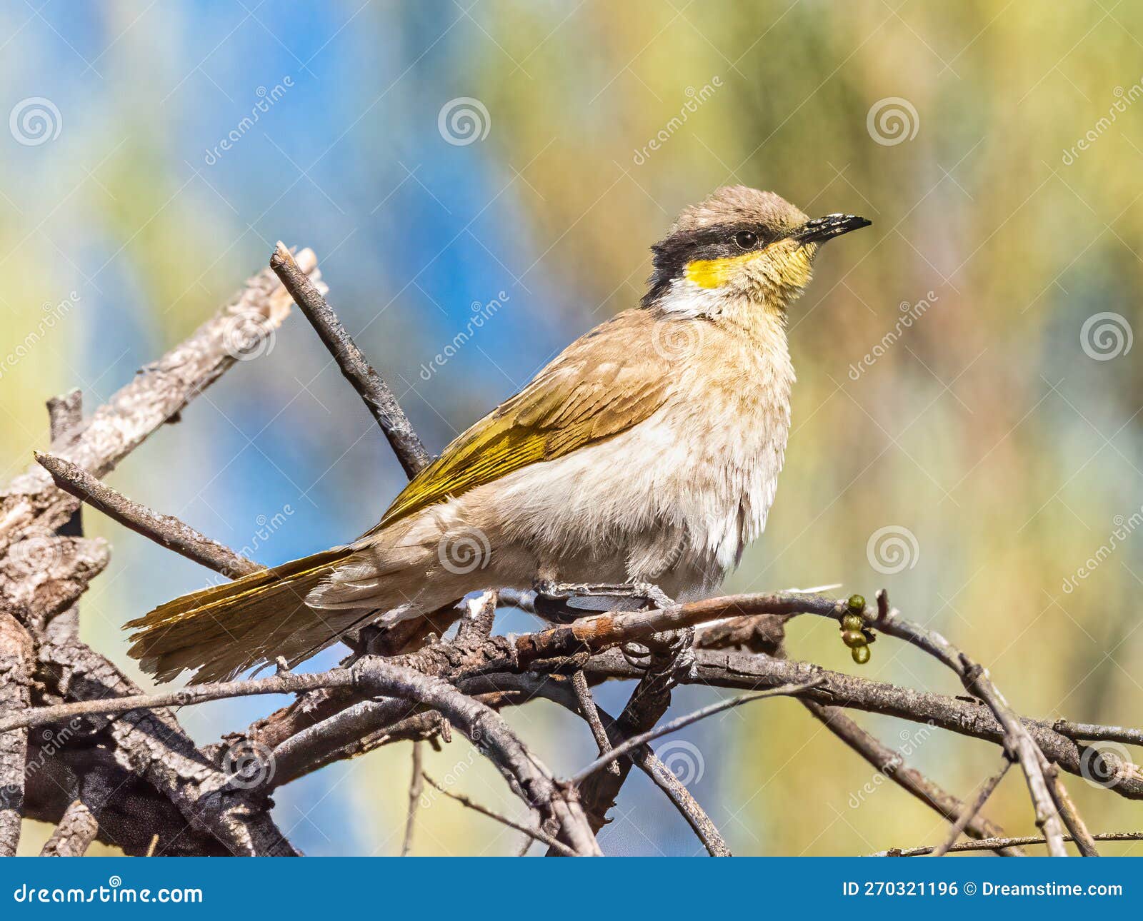 adult singing honeyeater