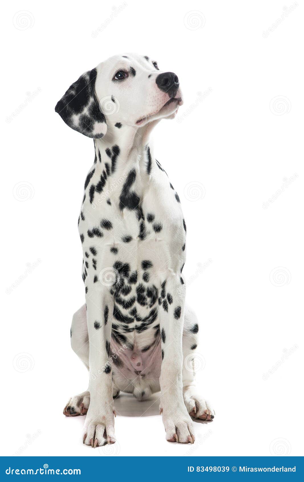 adult sitting dalmatian dog looking up