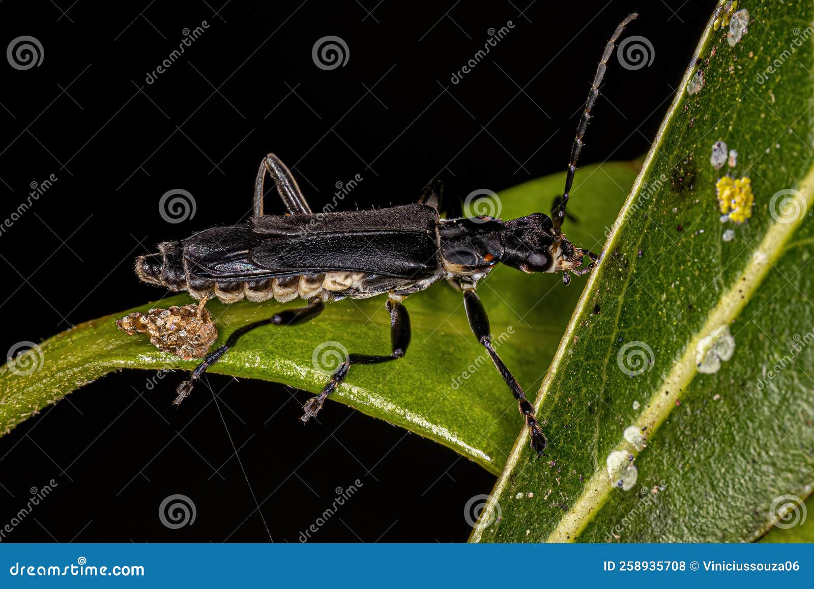 Adult Soldier Beetle stock photo. Image of animal, pterygota - 258935708