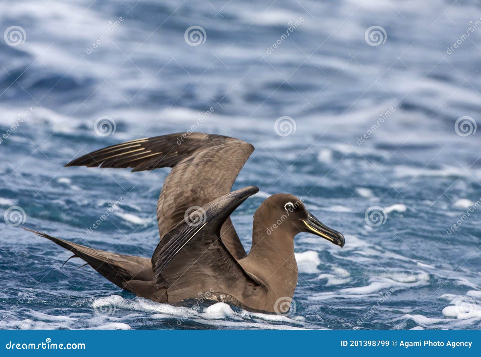 sooty albatross, phoebetria fusca