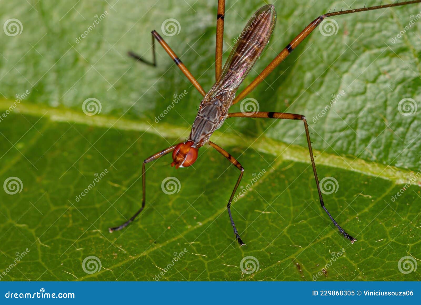 Adult Stiltlegged Fly stock image. Image of insect 229868305