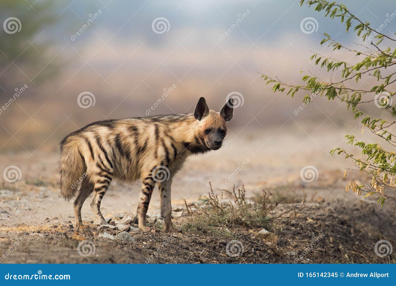 adult striped hyena