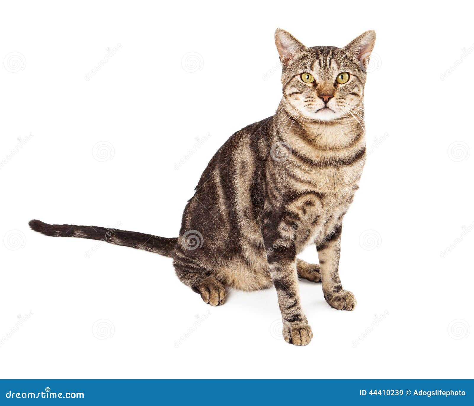 Adult Tabby Cat Sitting stock image. Image of sitting 44410239