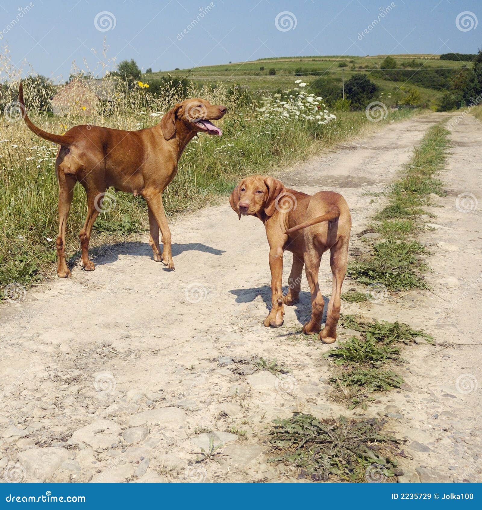 Adult Vizsla Dog With A Puppy Stock Image Image Of Standing Brown