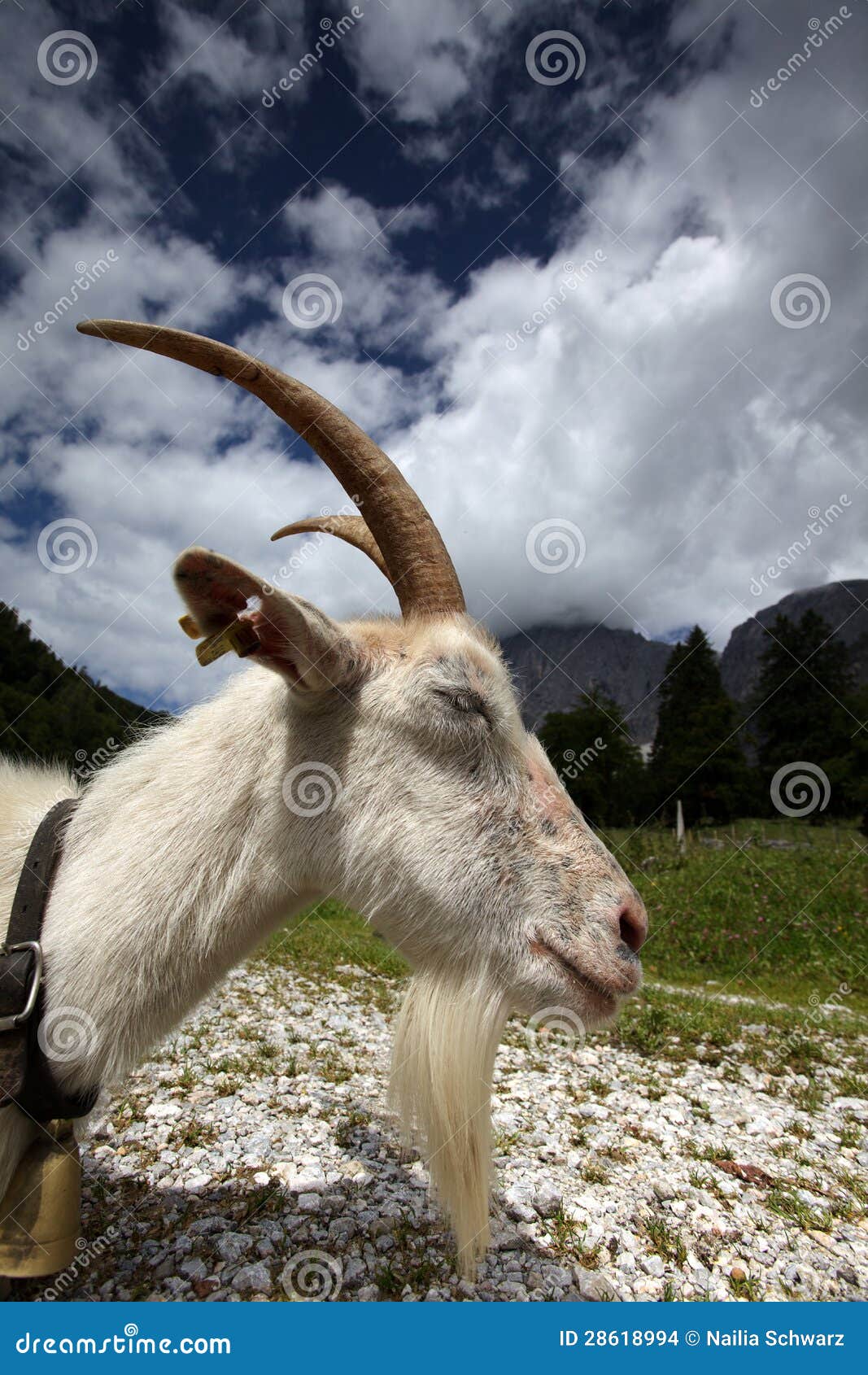 Adult White Goat stock photo. Image of view, alpine, summer - 28618994