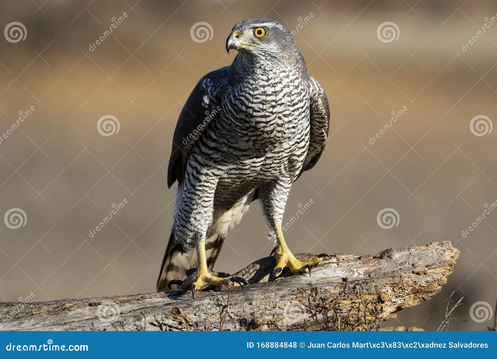 adult wild azor, accipiter gentilis, perched on its usual perch