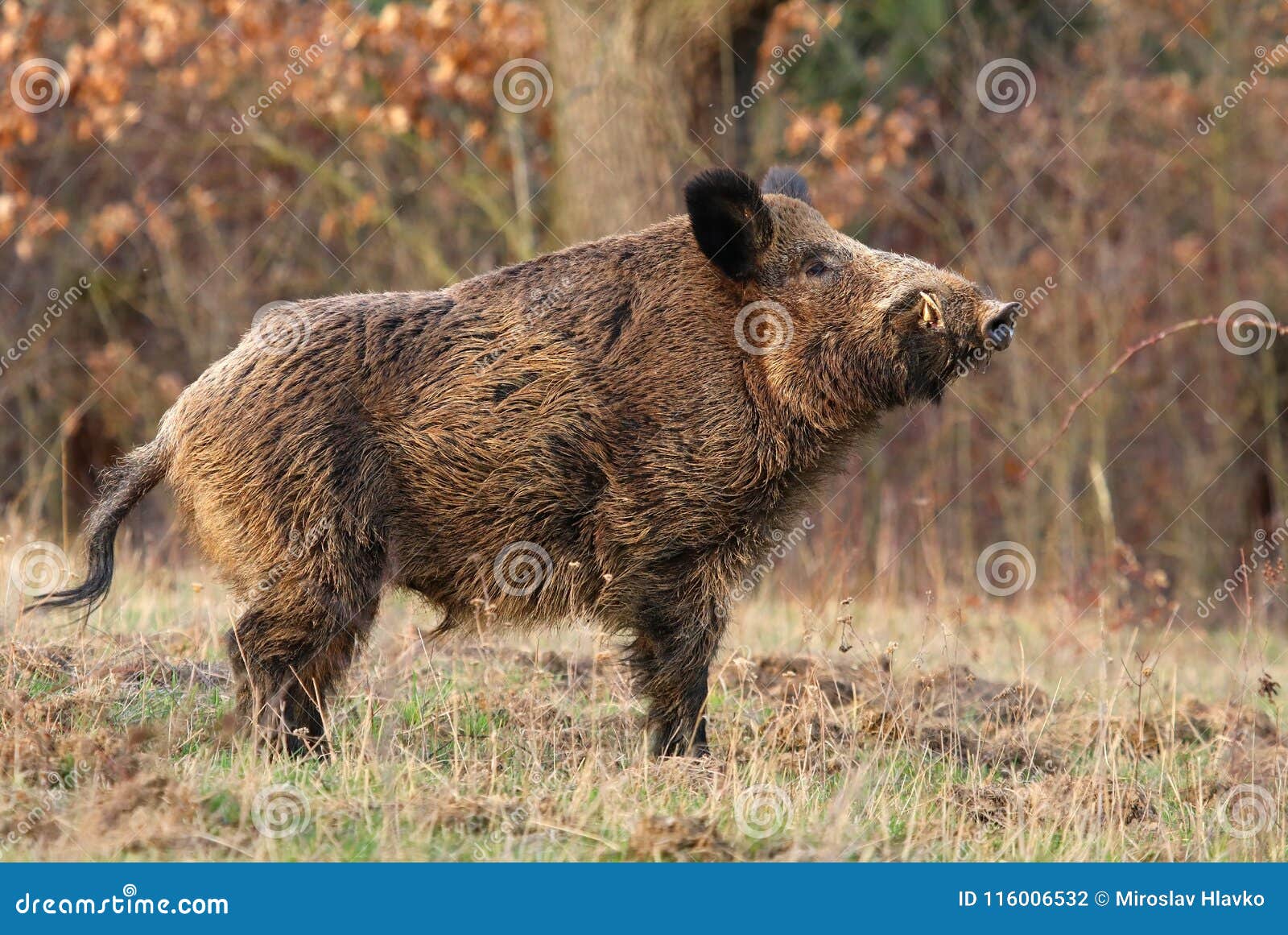 Adult Wild Boar Sus Scrofa Stock Photo Image Of Hairy 116006532