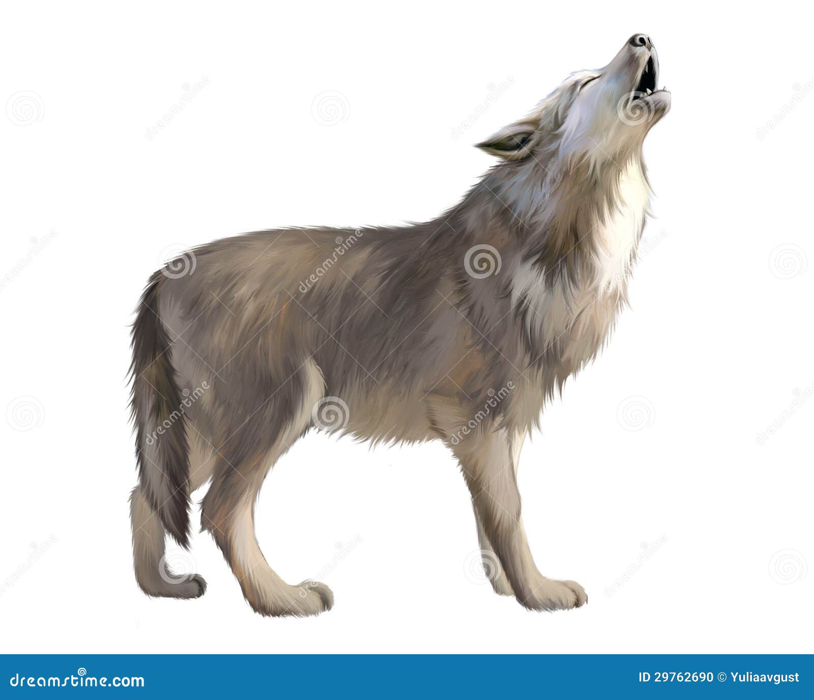 Portrait of a furious gray wolf. Angry wolf roaring isolated on