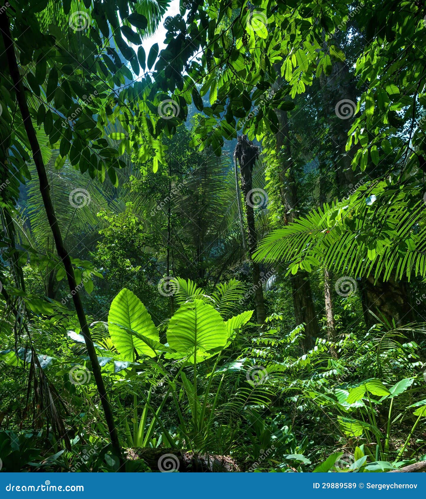 Adventure Background. Green Jungle Stock Image - Image of color