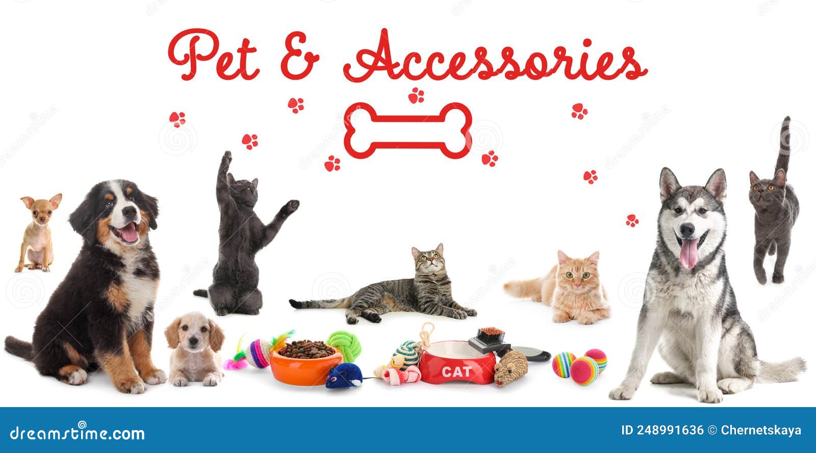 Advertising Banner Design for Pet Shop. Cute Dogs, Cats and Different  Accessories on White Background Stock Photo - Image of items, food:  248991636