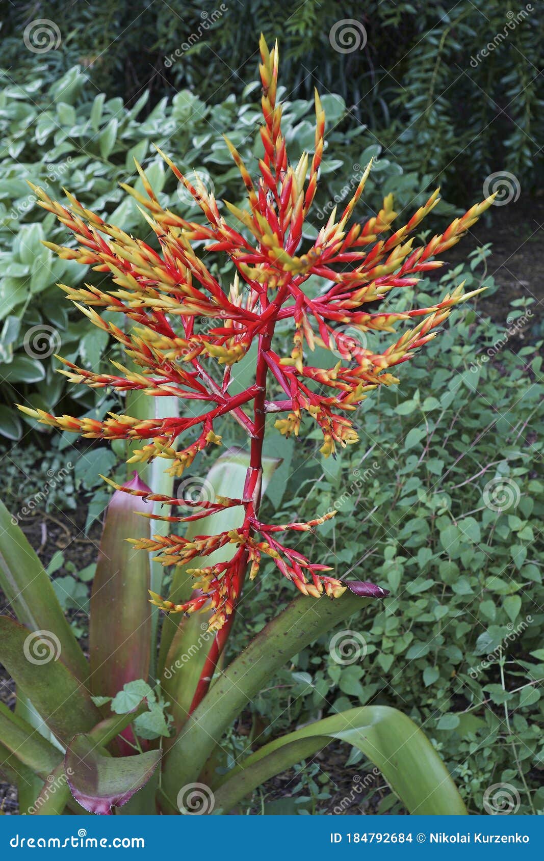 Aechmea Blanchetiana Bromeliad Plant Stock Photo - Image of botanical,  bromeliad: 184792684