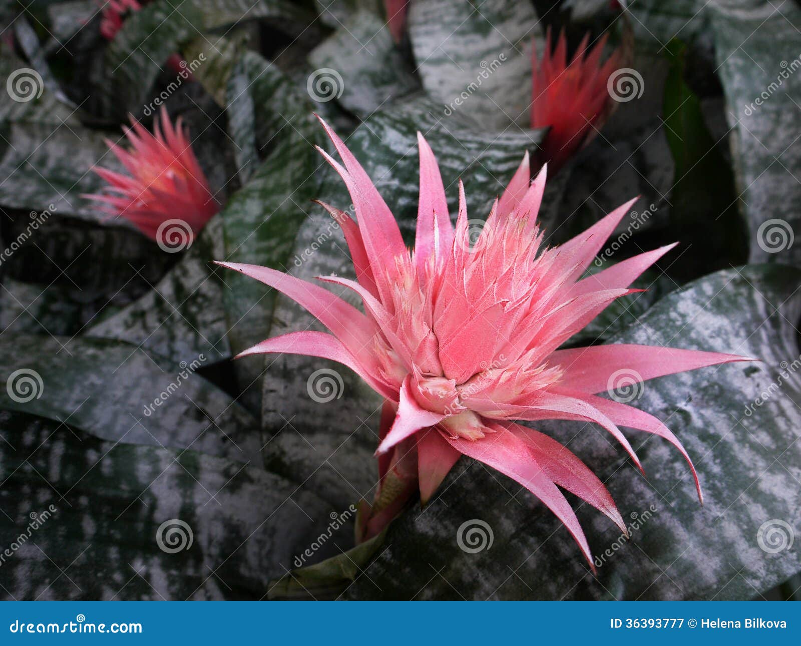 Tropical Exotic Flowers stock image. Image of beautiful - 36393777