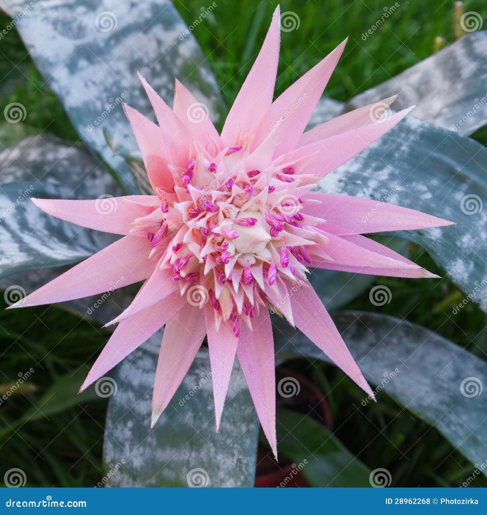 Aechmea Fasciata Bromeliad Flower Stock Photo - Image of flower, close:  28962268