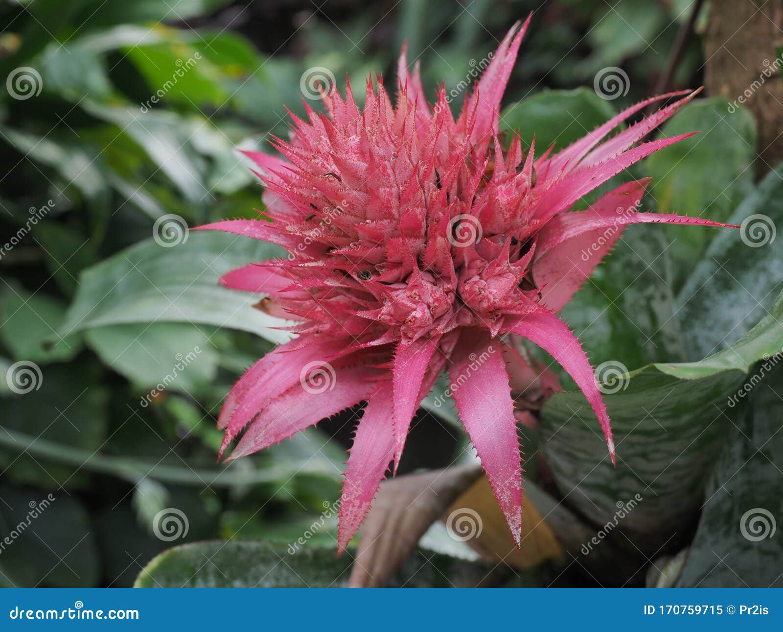 aechmea fasciata primera bromeliad