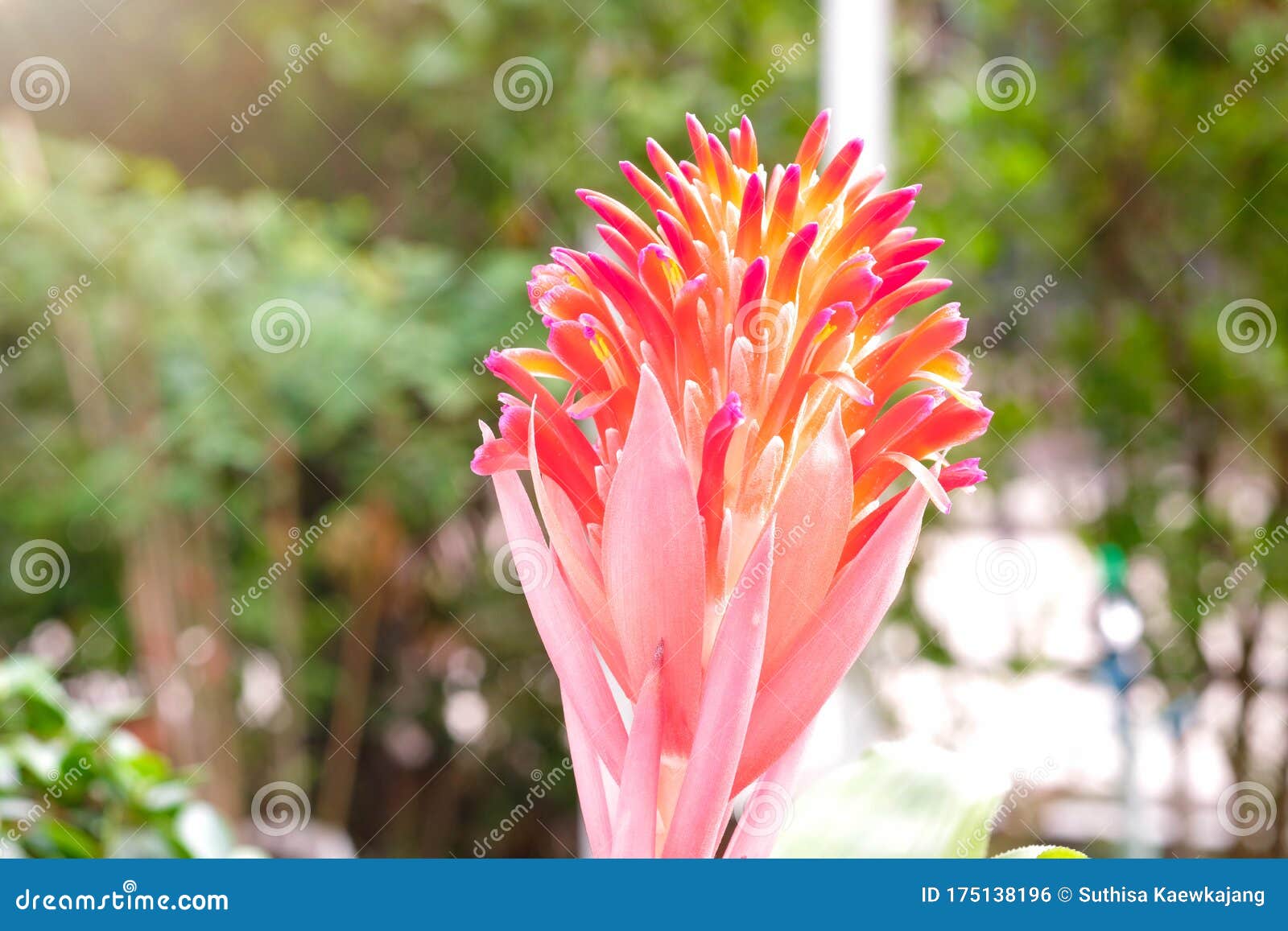 Aechmea Fasciata Urn Plant Bromeliaceae Guzmania. Flor De Bromelias O De La  Vriesea En El Jardín. Cierre De La Flor Anaranjada Bro Foto de archivo -  Imagen de fresco, macro: 175138196