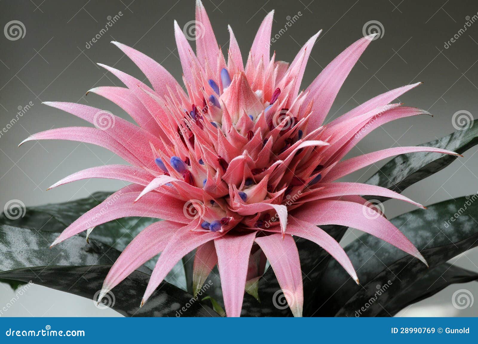 aechmea primera