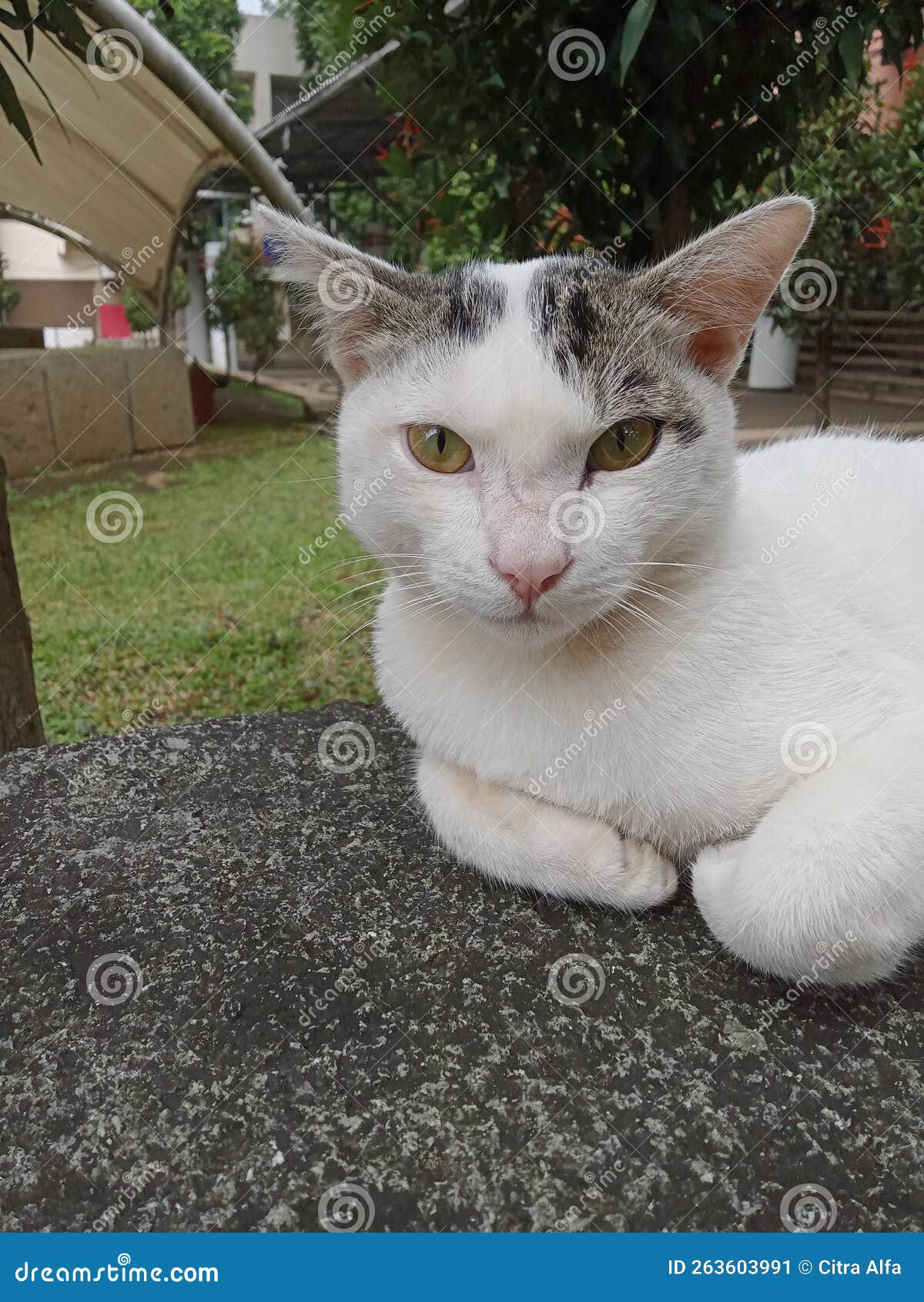 Aegean Cat, an Original Breed of Greece Cats Stock Image Image of cats, breed 263603991