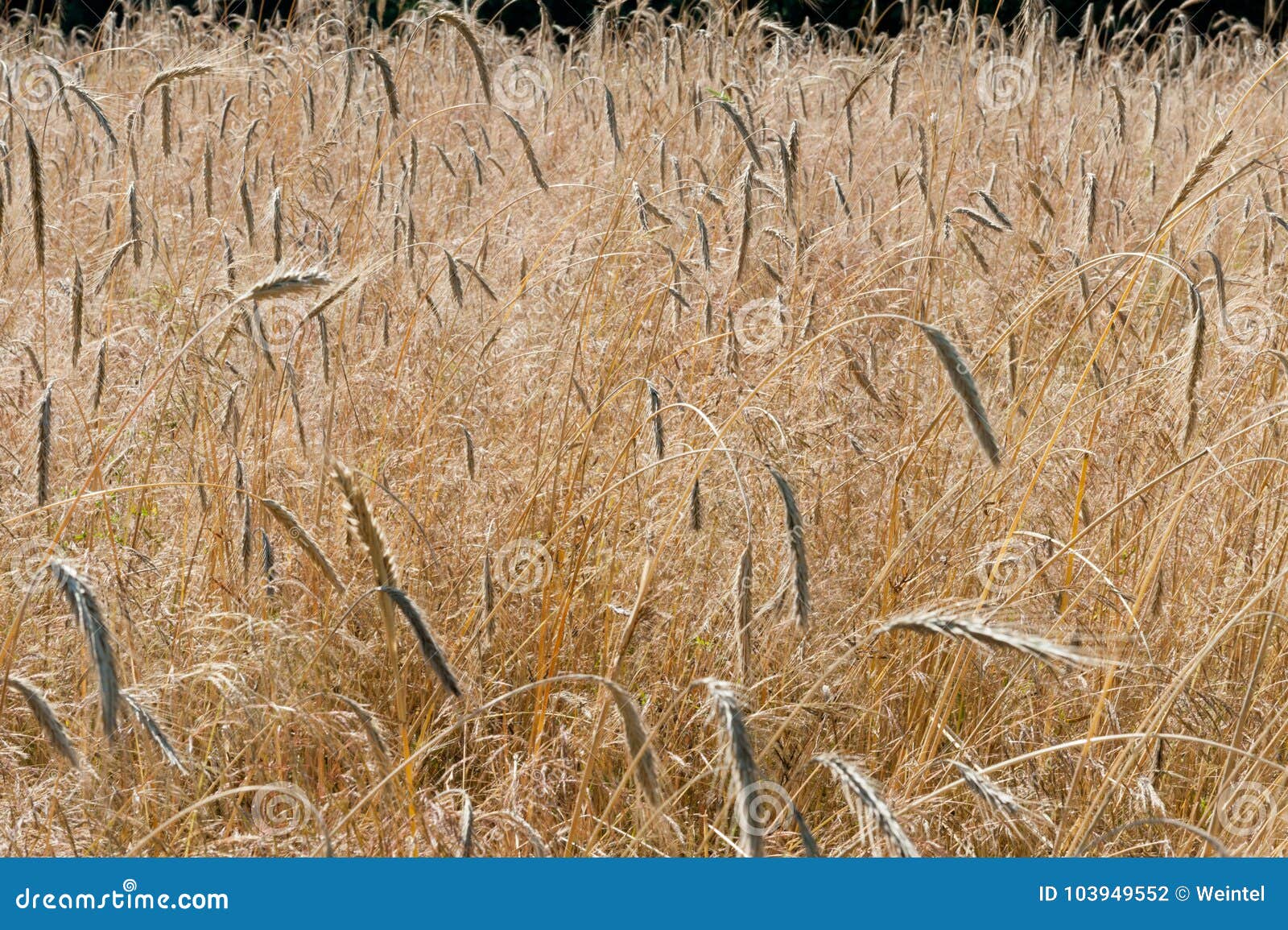 Aehre Stock Photos - Free \u0026 Royalty-Free Stock Photos from Dreamstime, image size:1600x1155